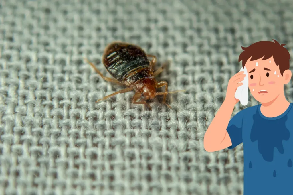 pluskwa domowa InsektStop