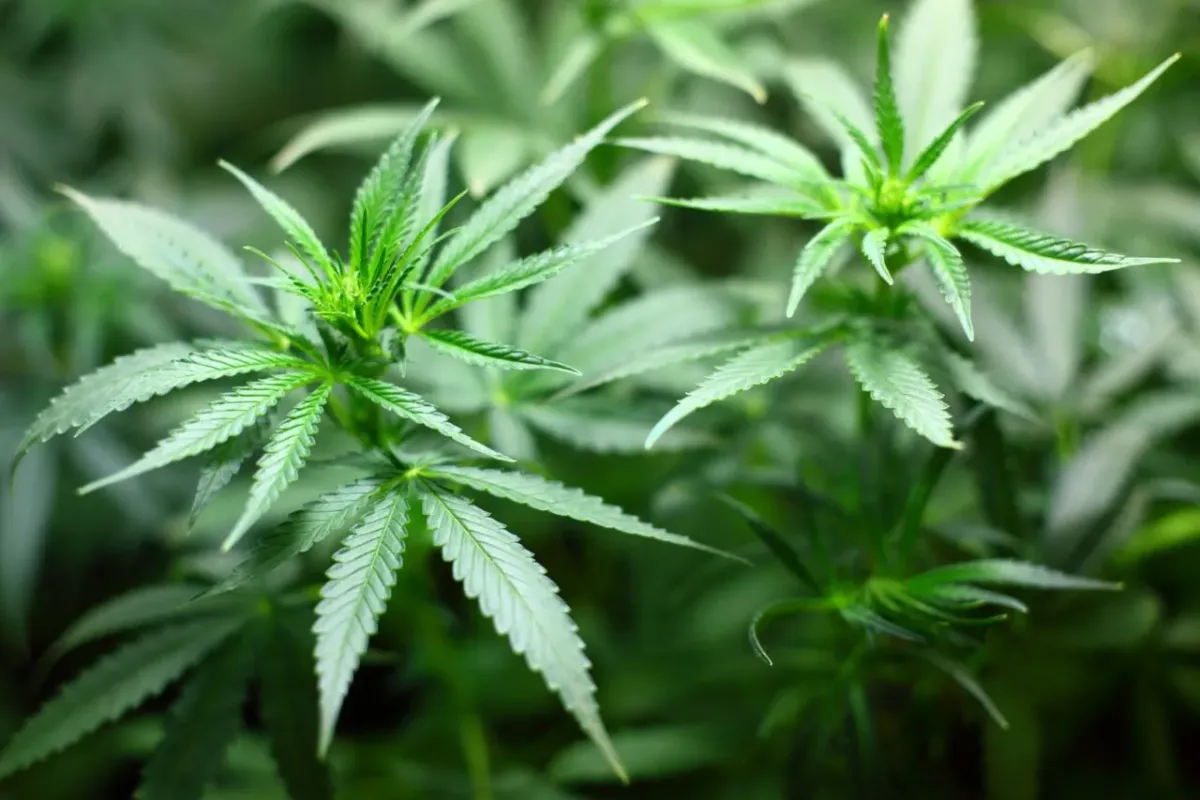 Marihuana autoflowering: Co wyróżnia te gatunki?