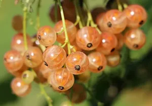 Proste pomysły na zdrowe przekąski: Szybkie i smaczne